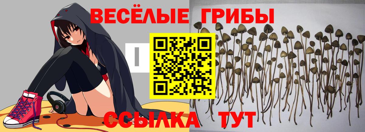 Галлюциногенные грибы Cubensis  Вход с VPN  Менделеевск 